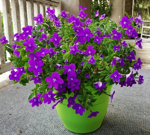 Best Shade-Loving Flowers for Containers 3