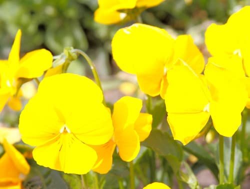 Types of Yellow Flowers 123