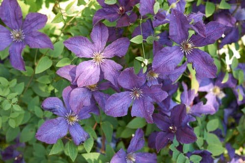 Purple Flowers 119