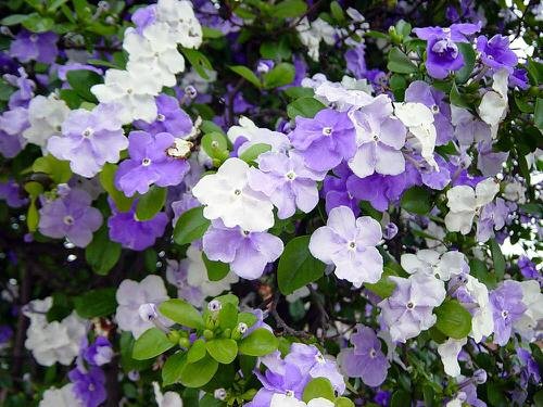 Purple Flowers 117