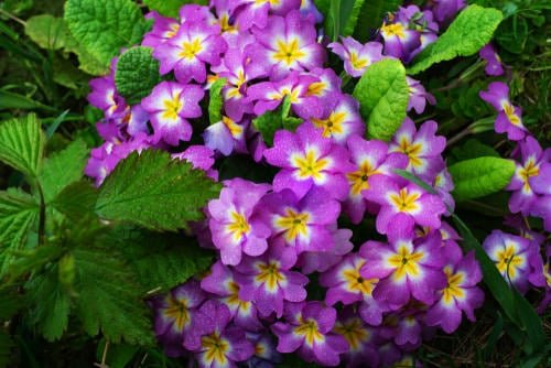 Purple Flowers 116