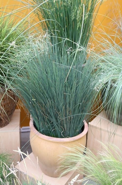 Best Ornamental Grasses for Containers 20