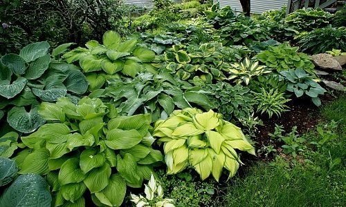Landscaping with Hostas 10