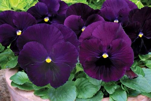 Purple Flowers Flower Names