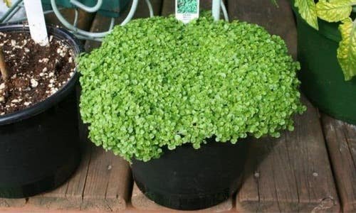 Ground Covers That Become Excellent Houseplants 4