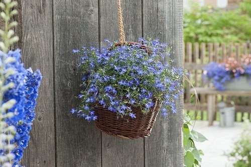 Best Hanging Basket Flowers 5