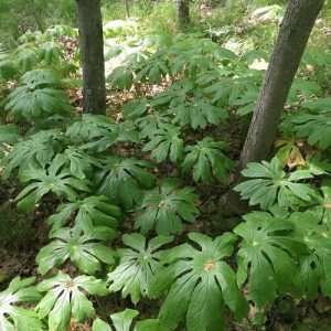 28 Big Leaf Outdoor Plants 