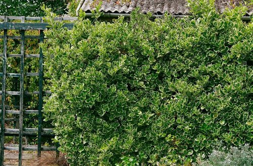 Fast Growing Privacy Shrubs 5