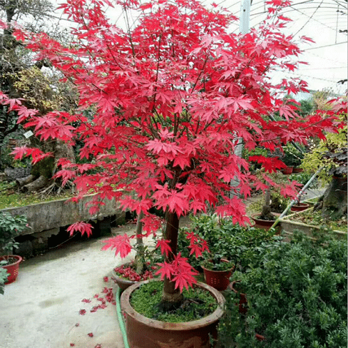 How to Grow a Japanese Maple Tree in a Pot 3