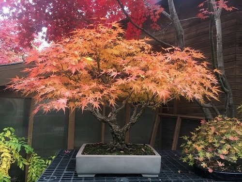 How to Grow a Japanese Maple Tree in a Pot 12