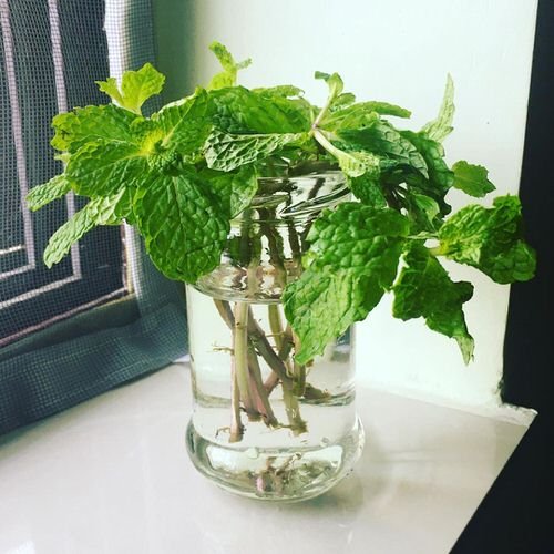 Growing Mint in Water 