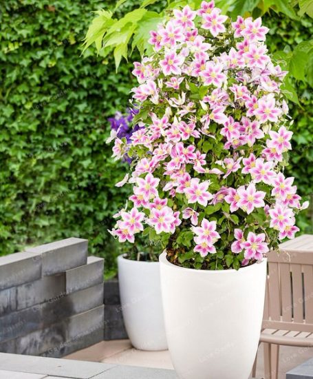 How to Grow Clematis in a Pot | Balcony Garden Web