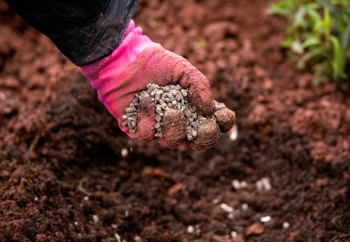 Put These 10 Things in Your Potato Planting Hole for Best Harvest 20
