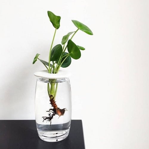 Growing Chinese Money Plant in Water