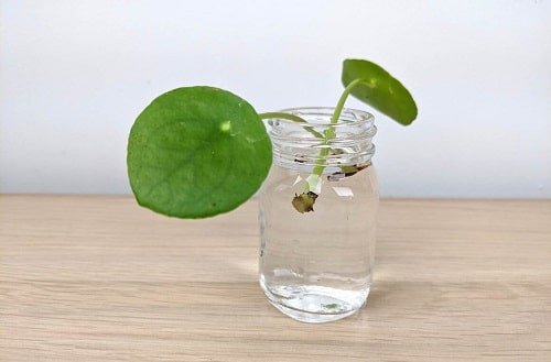 Growing Chinese Money Plant in Water 2