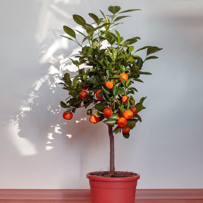 Best Dwarf Fruit Trees Under 6 Feet indoor
