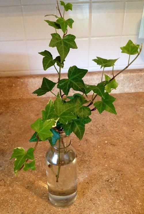 How To Propagate English Ivy in Water