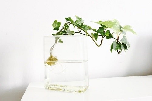 How To Propagate English Ivy in Water 2
