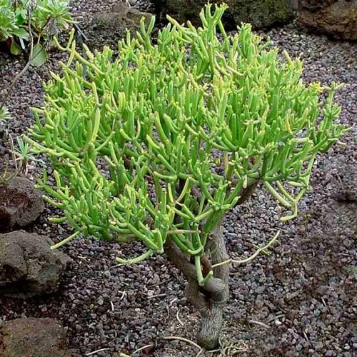 Types of Euphorbia Varieties 10