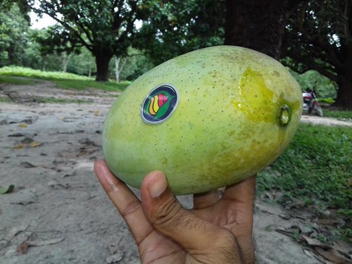 Different Types of Mangoes 55