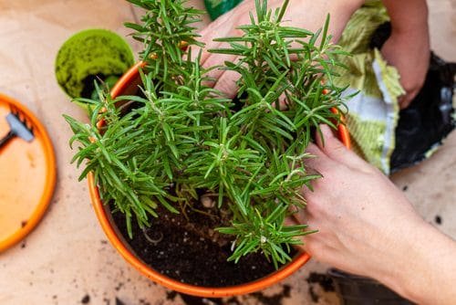 Growing Rosemary From Cuttings 2