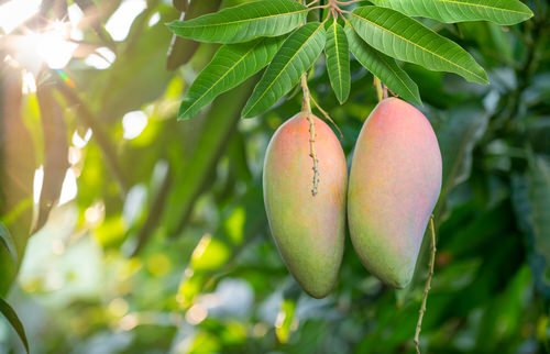 Different Types of Mangoes 101