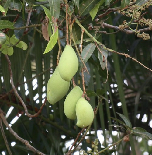 Different Types of Mangoes 52