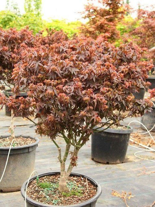 How to Grow a Japanese Maple Tree in a Pot 2