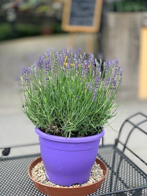 Growing Lavender From Cuttings