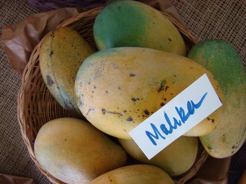Different Types of Mangoes 54