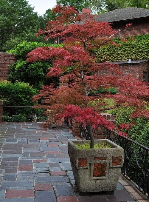 How to Grow a Japanese Maple Tree in a Pot 11