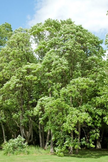 Growing Sassafras Tree Facts Uses And Growing Guide