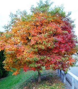 Growing Sassafras tree | Facts, Uses and Growing Guide