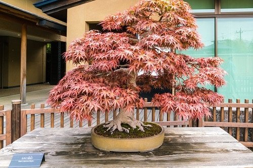 How to Grow a Japanese Maple Tree in a Pot 14