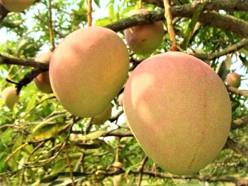 Different Types of Mangoes 53