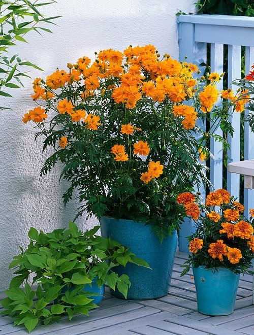The Best beautiful Flowers in Full Sunlight