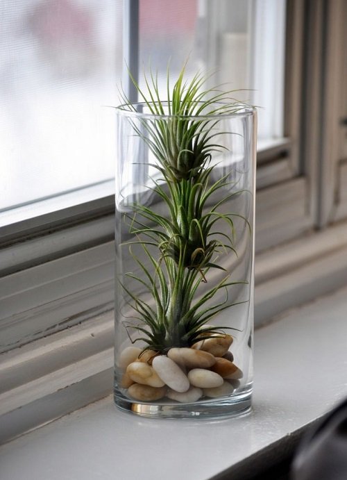 Vase-Gardenable Indoor Plants1