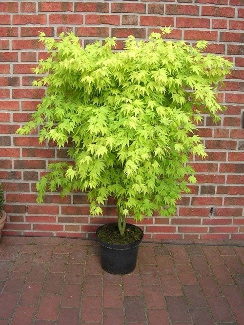 How to Grow a Japanese Maple Tree in a Pot 7