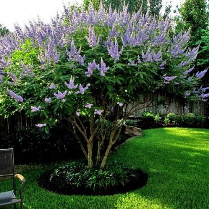 8 Best Purple Flower Trees in Texas | Balcony Garden Web