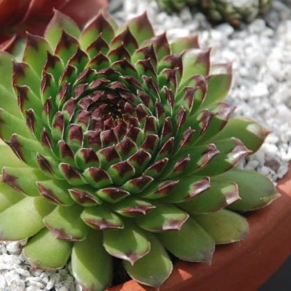 32 Different Types of Hens and Chicks Varieties | Balcony Garden Web