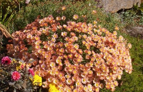 Types of Chrysanthemum 6