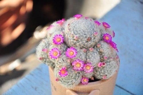 Cacti with Pink Flowers 6