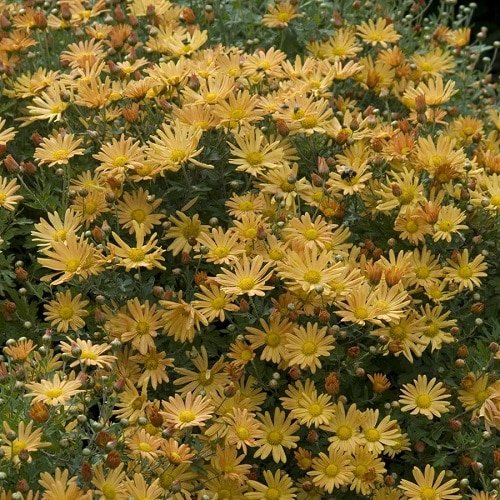Types of Chrysanthemum 7