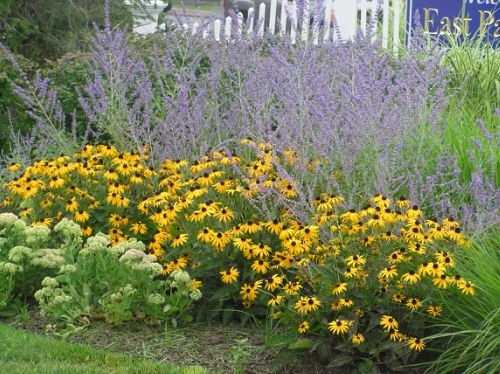 Stunning Perennial Combinations for yard