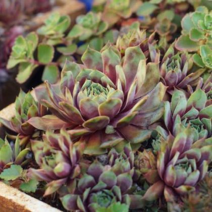 32 Different Types of Hens and Chicks Varieties | Balcony Garden Web