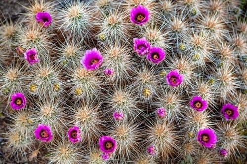Cacti with Pink Flowers 8