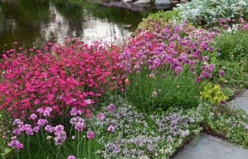 Stunning Perennial Combinations near pond