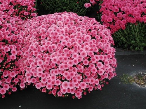 Types of Chrysanthemum 9