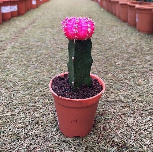 Cacti with Pink Flowers 9