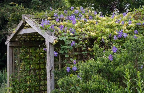 Beautiful Ideas with Clematis in the Garden 4